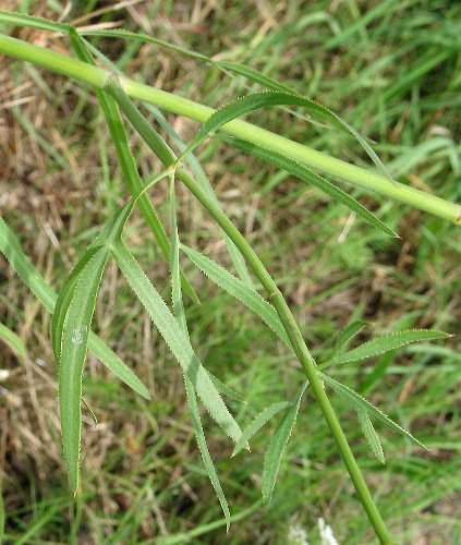 Fotografie von Falcaria vulgaris, Gemeine Sichelmöhre