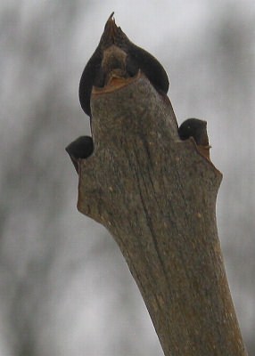 Fotografie von Fraxinus excelsior, Gewöhnliche Esche