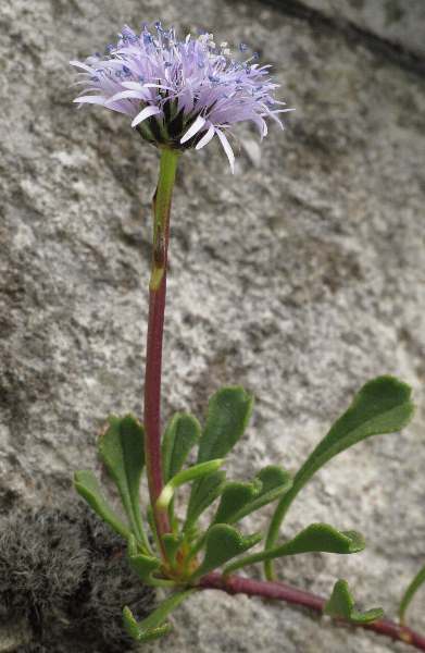 Fotografie von Globularia cordifolia, Herzblättrige Kugelblume
