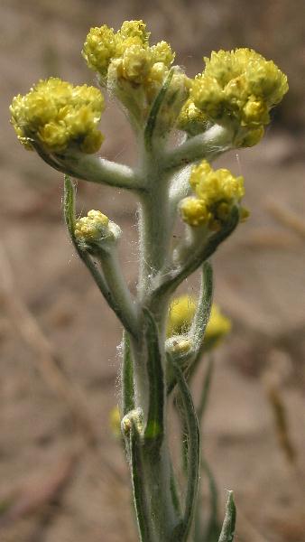 Fotografie von Helichrysum arenarium, Sand-Strohblume