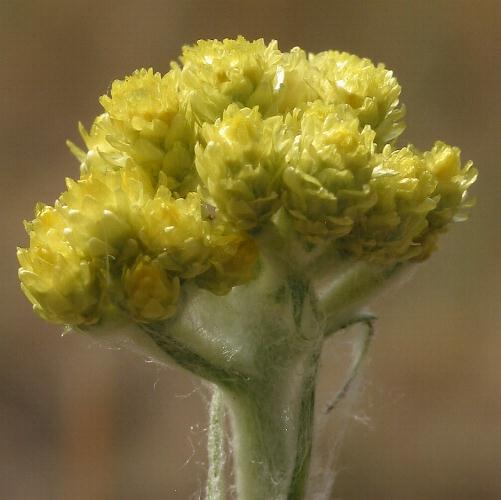 Fotografie von Helichrysum arenarium, Sand-Strohblume