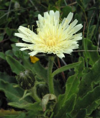 Fotografie von Hieracium intybaceum, Endivien-Habichtskraut