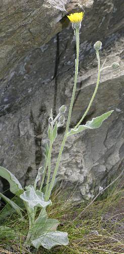 Fotografie von Hieracium tomentosum, Filziges Habichtskraut