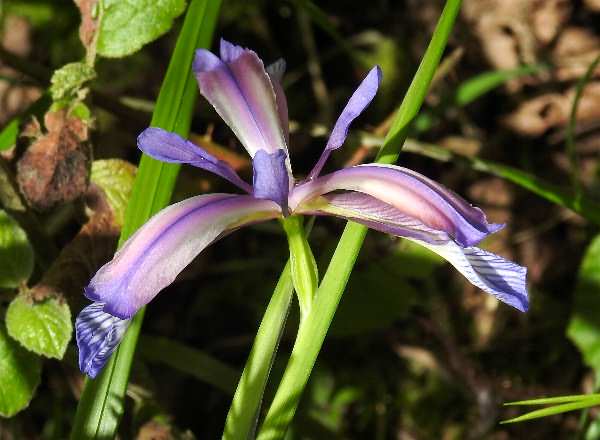 Fotografie von Iris graminea, Gras-Schwertlilie