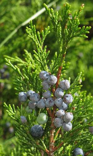 Fotografie von Juniperus sabina, Sadebaum