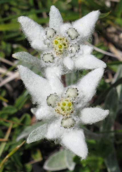 Fotografie von Leontopodium alpinum, Edelweiß