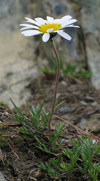 Fotografie von Leucanthemopsis alpina, Alpenmargerite