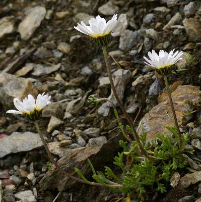 Fotografie von Leucanthemopsis alpina, Alpenmargerite