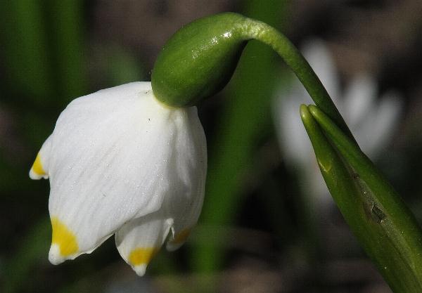 Fotografie von Leucojum vernum, Frühlings-Knotenblume