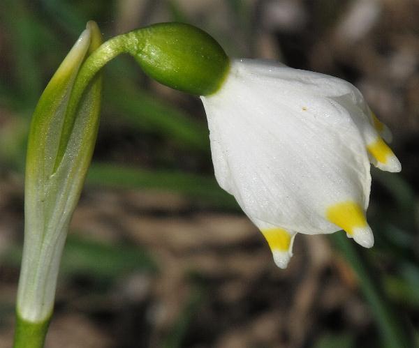Fotografie von Leucojum vernum, Frühlings-Knotenblume