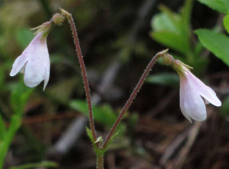 Fotografie von Linnaea borealis, Nordisches Moosglöckchen