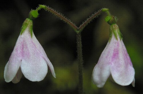 Fotografie von Linnaea borealis, Nordisches Moosglöckchen