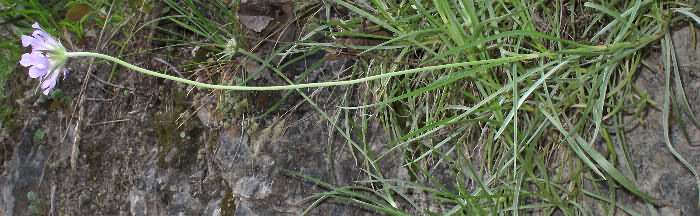 Fotografie von Lomelosia graminifolia, Südalpen-Grasskabiose