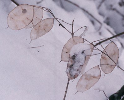 Fotografie von Lunaria annua, Einjähriges Silberblatt