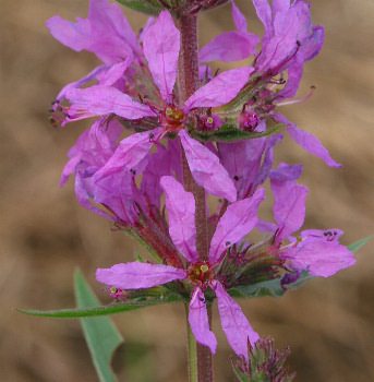 Fotografie von Lythrum salicaria, Blut-Weiderich
