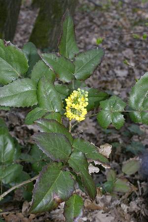 Fotografie von Mahonia aquifolium, Gewöhnliche Mahonie