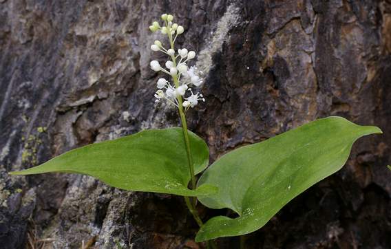Fotografie von Maianthemum bifolium, Zweiblättrige Schattenblume
