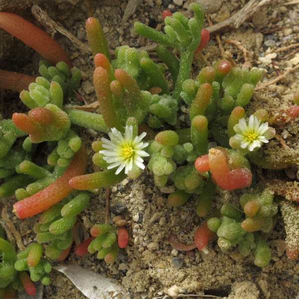 Fotografie von Mesembryanthemum nodiflorum, Knotige Mittagsblume