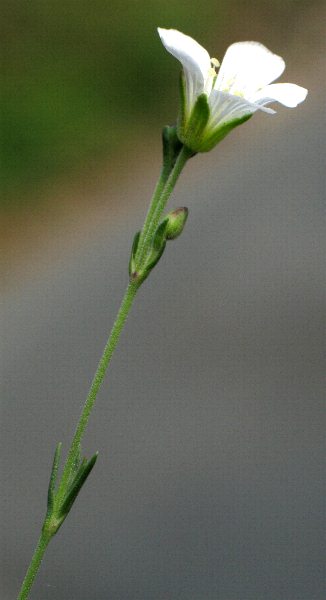 Fotografie von Minuartia laricifolia, Lärchenblättrige Miere