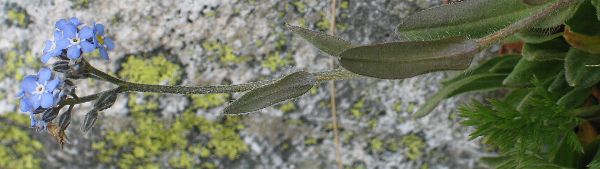 Fotografie von Myosotis alpestris, Alpen-Vergißmeinnicht