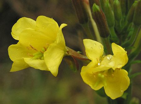 Fotografie von Oenothera parviflora(?), Kleinblütige Nachtkerze(?)