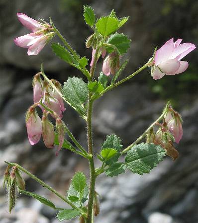 Fotografie von Ononis rotundifolia, Rundblättrige Hauhechel