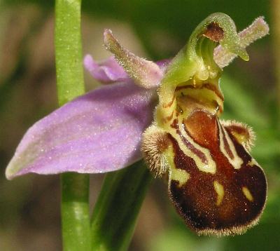 Fotografie von Ophrys apifera, Bienen-Ragwurz