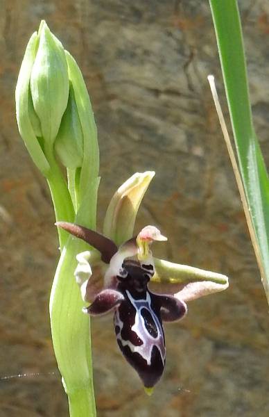 Fotografie von Ophrys cretica, Kretische Ragwurz