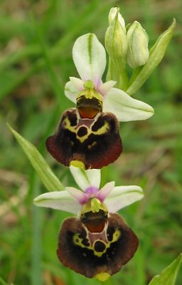 Fotografie von Ophrys holosericea, Hummel-Ragwurz