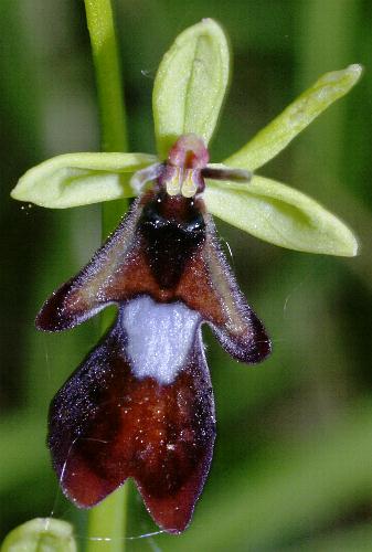 Fotografie von Ophrys insectifera, Fliegen-Ragwurz
