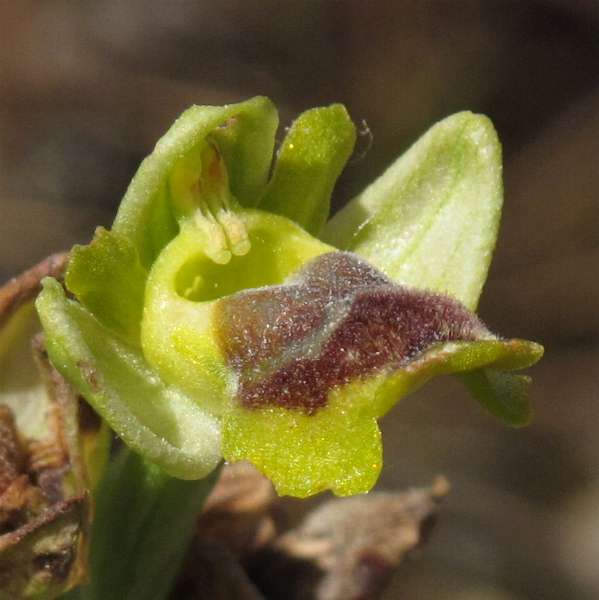Fotografie von Ophrys lutea ssp. galilaea, Gelbe Ragwurz