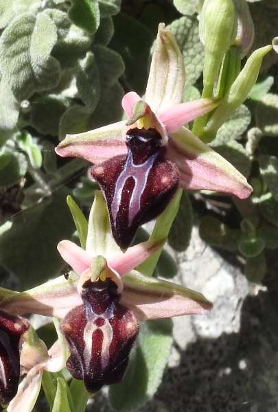 Fotografie von Ophrys mammosa, Busen-Ragwurz