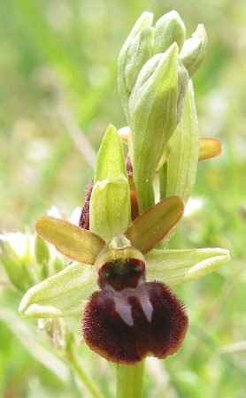 Fotografie von Ophrys sphegodes, Spinnen-Ragwurz