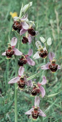 Fotografie von Ophrys apifera x holosericea, Ragwurz-Hybride