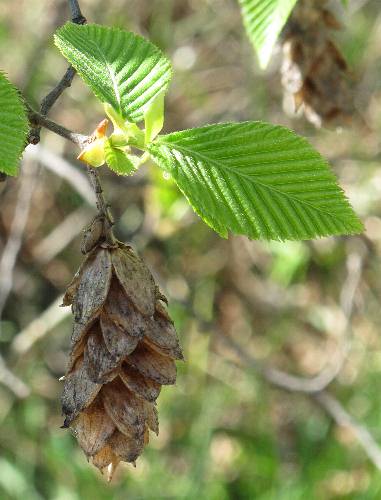 Fotografie von Ostrya carpinifolia, Gemeine Hopfenbuche