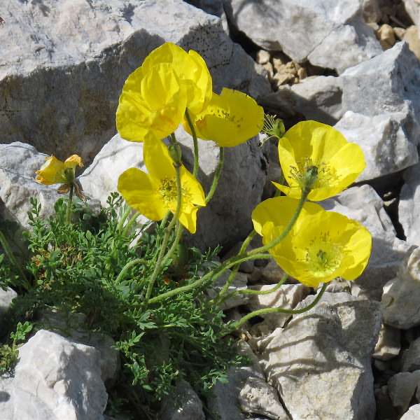 Fotografie von Papaver alpinum ssp. kerneri, Kerners Alpen-Mohn
