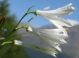 Weiße Trichterlilie, Paradisea liliastrum