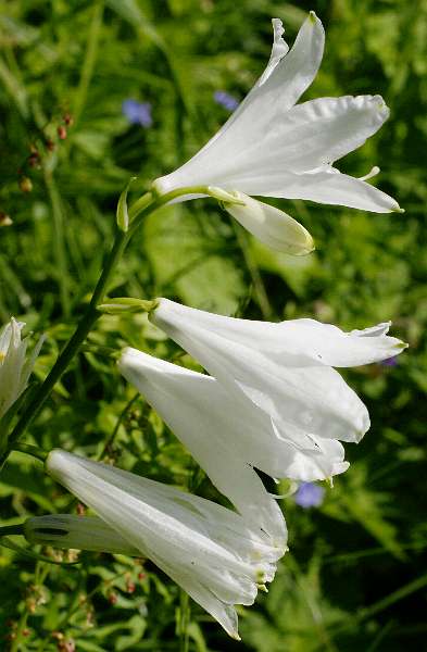 Fotografie von Paradisea liliastrum, Weiße Trichterlilie