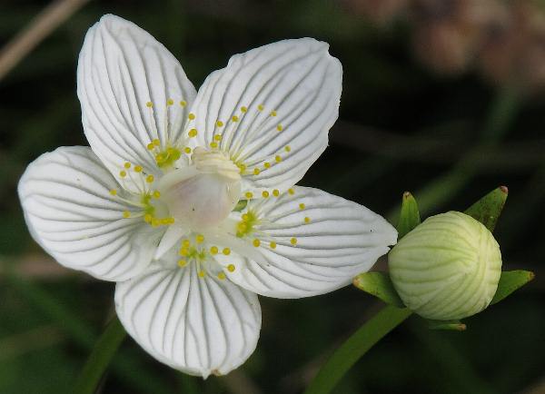 Fotografie von Parnassia palustris, Sumpf-Herzblatt