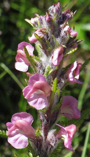 Fotografie von Pedicularis rostratospicata ssp. helvetica, Schweizer Ähren-Läusekraut