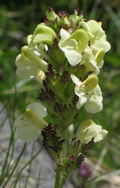 Fotografie von Pedicularis tuberosa, Knolliges Läusekraut