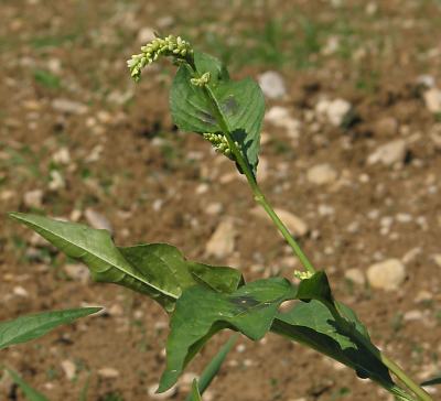 Fotografie von Persicaria lapathifolia, Ampfer-Knöterich