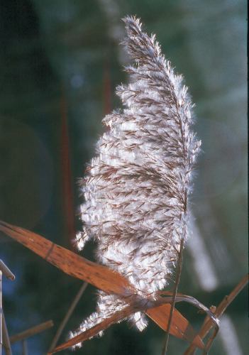 Fotografie von Phragmites australis, Schilf