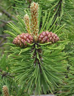 Fotografie von Pinus mugo, Berg-Kiefer