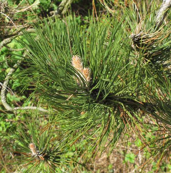 Fotografie von Pinus nigra, Schwarz-Kiefer