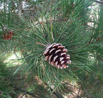 Fotografie von Pinus nigra, Schwarz-Kiefer