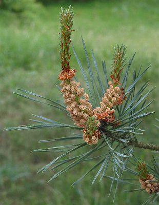 Fotografie von Pinus sylvestris, Wald-Kiefer