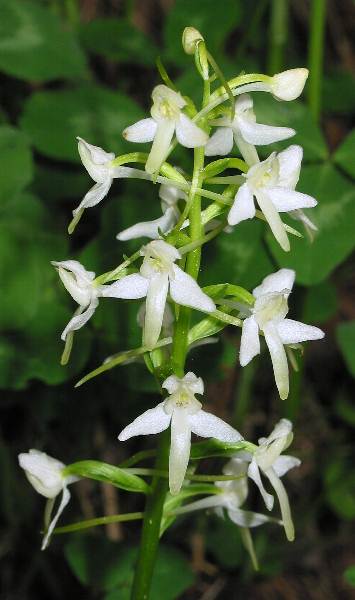 Fotografie von Platanthera bifolia, Weiße Waldhyazinthe