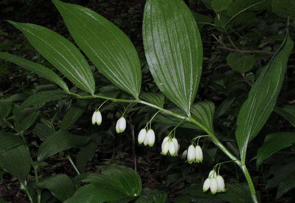 Fotografie von Polygonatum latifolium, Auen-Weißwurz