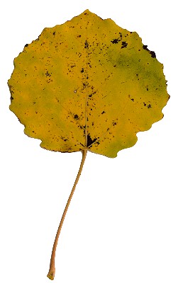 Herbstblatt von Populus tremula, Zitter-Pappel